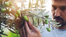 Крым наращивает производство оливок в промышленных масштабах